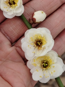 玉蝶台阁梅花