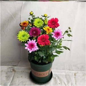 纸鳞托菊带花发货荷兰进口菊花苗耐寒易活四季开花盆栽室内外阳台