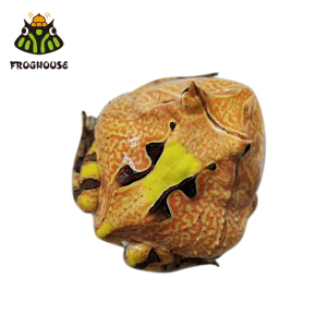 现货 双色霸王角蛙桌面宠物高级活体活物爬宠学生宿舍小丑