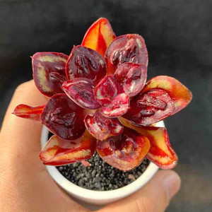 新品丸叶红司龙骨红司小老桩多肉植物办公室内阳台桌面绿植园艺花