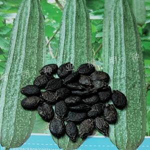 70心欣点灯淘宝棱丝瓜种子种籽孑八角棱角超长苗秧早熟高产秧苗春季