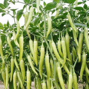 白辣椒种子白玉椒种籽超辣小辣椒春秋四季阳台盆栽泡椒籽蔬菜种子