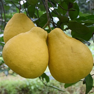 80tb838273997350淘宝正宗重庆长寿沙田柚老树优级大果汁多纯甜味美