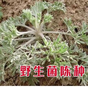 中药材茵陈种子 白蒿种籽多年生陈蒿因尘因陈茵藤蒿绵茵野菜