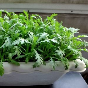 大叶茼蒿同耗蒿菜小叶花叶皇帝菜家庭阳台楼顶种植四季蔬菜种子籽
