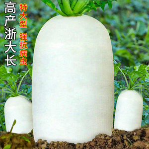 韩国白萝卜种子八斤棒水果萝卜四季播九斤王浙大长蔬菜孑种籽泡菜