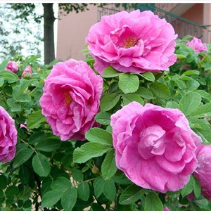 四季玫瑰苗盆栽可食用玫瑰耐寒全国庭院可种植当年开花紫枝玫瑰苗