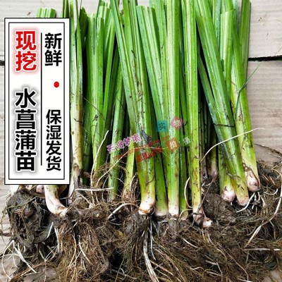 水菖蒲苗 香蒲苗 m水生植物 水芹菜苗 臭蒲苗 新鲜水菖蒲根