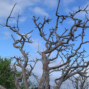 趣森 palo santo秘鲁圣木精油 white sage白鼠尾草精油 净化香薰