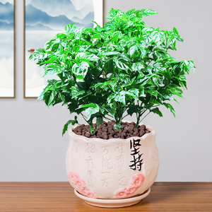 小树盆栽净化空气