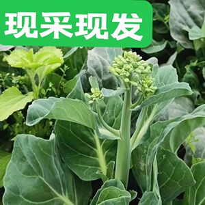 芥兰菜芥蓝菜新鲜现摘现发酒店菜级广东蔬菜精选坏果包赔兰花苔