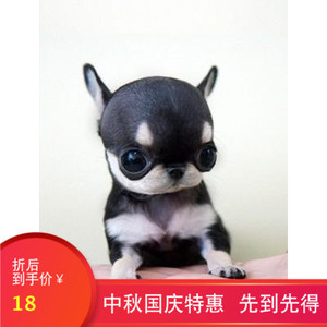 出售纯种活体小动物 迷你铁包金吉娃娃幼犬茶杯犬长不大狗狗宠物