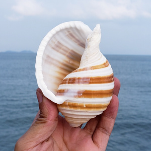 天然超大海螺琴螺大贝壳zw白珊瑚招财摆件鱼缸造景大海星标本收藏