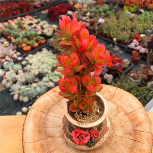 多肉多肉植物火祭多肉红叶祭多头群生小老桩花卉绿植盆栽植物