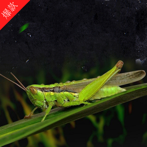 2021新鲜蝗虫蚂蚱蜢纯母带耔米虫活体速冻鲜嫩油炸去翅卵昆虫包邮