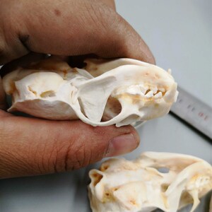 【黄鼠狼饰品】黄鼠狼饰品品牌,价格 - 阿里巴巴