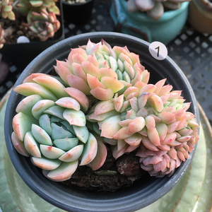 22贝瑞缀化 双子贝瑞群生 多肉植物 奶油贝瑞多肉k 一物一拍梦露