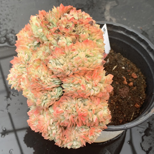 22一物一拍冰梅缀化多肉 w稀有多肉缀化阳台植物盆栽 coco花房a.