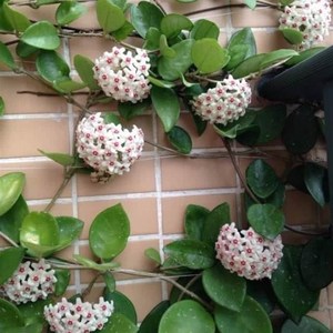 三色 绿叶 星斑 苏奈 绿宝石球兰垂吊攀援绣球花盆栽绿植四季常青