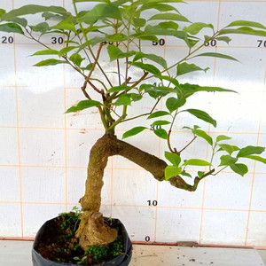 下单室内盆景山土栽植一物一拍小叶香樟树老桩提根四季木本花卉苗