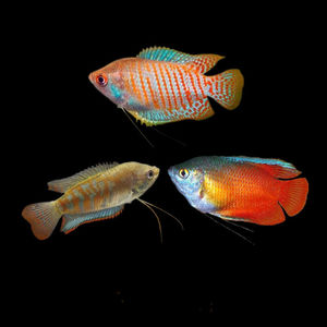 血丽丽鱼七彩丽丽练手鱼草缸五彩红热带淡水鱼小型鱼观赏鱼不打氧