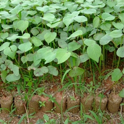 棉花菜苗育苗打营养钵的神