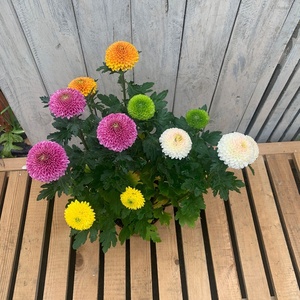 新品兵兵菊多头多色可选观赏球q形室外阳台四季开花带花带土发货