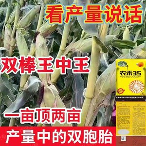 高产玉米种子矮杆红轴大棒苞谷苞米种抗虫紫杆紫叶南北方春夏