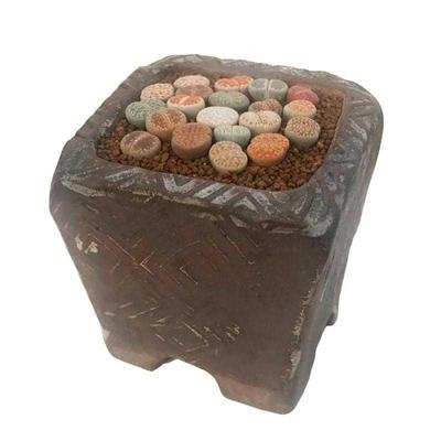 大肉巨型花多c颗石大屁股花石花生超大20盆栽生组合套餐新手