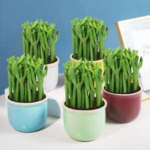 光棍树盆栽老桩绿珊瑚棒室内客厅四季常青植物办公室桌面稀有多肉