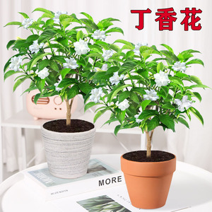 50肉园旗舰店天猫水晶茉莉盆栽丁香花带花苞老桩树苗花卉植物室内外