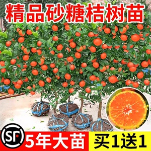 砂糖桔子树苗带果阳台庭院四季结果可食用嫁接沙糖柑橘水果树盆栽