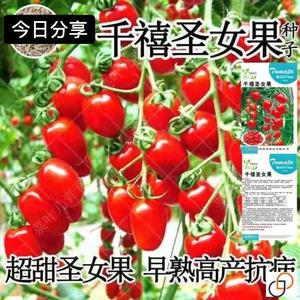 超甜番茄种子四季圣女果春季小西红柿苗千禧籽季农家盆栽蔬菜种孑