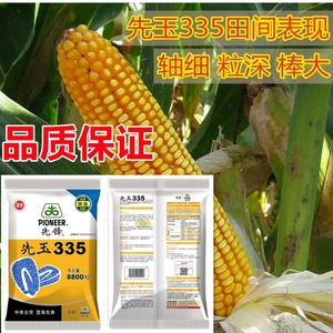 登海先锋先玉335玉米种高产大棒抗病抗旱耐盐碱南方北方优选种衣