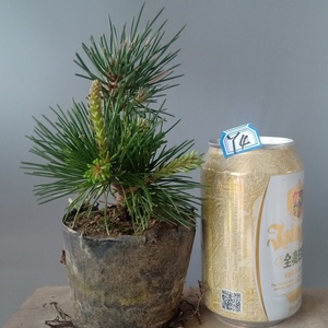 金针大阪松盆景