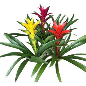 k鸿运当头盆栽公红物室内开w花植星开红花凤梨吸甲醛阳台办小客厅