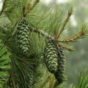 美国巴西松松子苗坚果松树苗果苗东北红子树pct苗四季常果树青苗