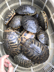 大小活物龟红巴西水族耳活体母情侣观赏w乌龟龟龟宠物龟公l