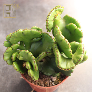 五指山仙人掌 超k大山影仙人球 招玉室内小盆栽防辐射 麒财麟多肉