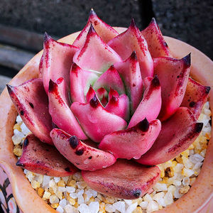 血斑罗密欧多肉植物多肉植物满状态萌肉肉组合盆栽罗密欧大单头不