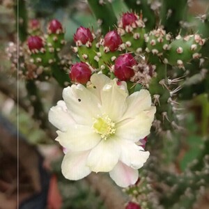 鹿角梅仙人掌仙人牡丹仙人掌科多肉植物美艳群芳易开花吸甲醛阳台