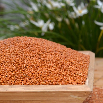 无杂质无灰尘蒙稷枕芯料黍子枕料糜子枕料枕芯填充物凉凉籽五斤装