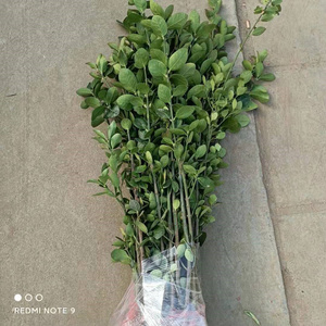 土墅发青庭篱叶g青季国树苗带冬地大物圃基院别常四苗植墙笆围法i