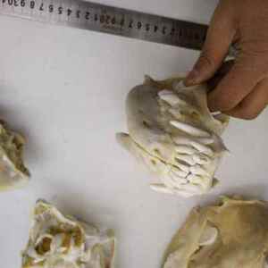 狗犬狗牙齿头骨颚教学兽医动物骨骼解刨模型标本牙咬住幸福真狗牙