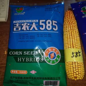 吉农大585特大棒深粒高产玉米种子细轴抗旱耐涝抗病抗倒紫杆春播