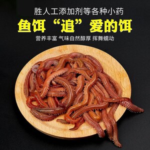 沙蚕活饵包邮青虫活饵海虫海钓万能鱼饵活沙蚕饵料海鱼饵料海蚂蟥