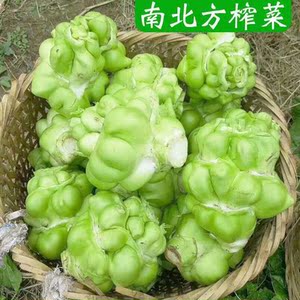 榨菜种子南北方四川榨菜种籽芥菜青头菜春秋冬季菜园农家蔬菜种