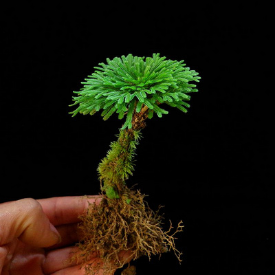 植物种的石附吸水鱼池草石头攀爬假山草绿水中植鲜活盆景上养鱼缸