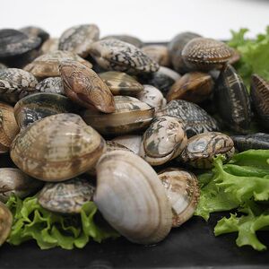 干货海产重庆新鲜鲜活超大花甲大蛤蜊子沙蚬子无沙 1斤20颗左右