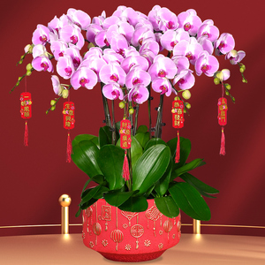 北京仙桃蝴蝶兰盆栽高档年宵花虎年春节送礼花卉乔迁生日礼物
